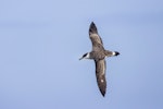 Great shearwater. Adult in flight. Off Taiaroa Head, March 2023. Image © Oscar Thomas by Oscar Thomas.