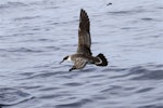 Great shearwater. Adult in flight. Port Fairy pelagic, Victoria, April 2011. Image © Jennifer Spry 2011 birdlifephotography.org.au by Jennifer Spry.