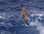 Great shearwater. Adult in flight. Near Tristan da Cunha, February 2009. Image © Colin Miskelly by Colin Miskelly.