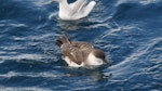 Great shearwater. Behind boat while shark chumming. Stewart Island, April 2011. Image © Fraser Maddigan by Fraser Maddigan.