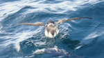 Great shearwater. Behind boat while shark chumming. Stewart Island, April 2011. Image © Fraser Maddigan by Fraser Maddigan.