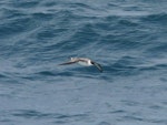 Great shearwater. Adult in flight. South Atlantic Ocean (43 degrees south 58 degrees west), December 2008. Image © Alan Tennyson by Alan Tennyson.