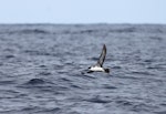 Great shearwater. Adult in flight. Port Fairy pelagic, Victoria, April 2011. Image © Jennifer Spry 2011 birdlifephotography.org.au by Jennifer Spry.