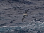 Great shearwater. Adult in flight. Near Tristan da Cunha, February 2009. Image © Colin Miskelly by Colin Miskelly.