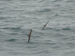 Great shearwater. Dorsal view in flight with Atlantic petrel. South Atlantic Ocean (43 degrees south 58 degrees west), December 2008. Image © Alan Tennyson by Alan Tennyson.