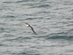 Great shearwater. In flight with black-browed mollymawk. South-west Atlantic Ocean (43 degrees south), 58 degrees west, December 2008. Image © Alan Tennyson by Alan Tennyson.