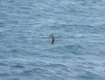 Great shearwater. In flight. South Atlantic Ocean (43 degrees south 58 degrees west), December 2008. Image © Alan Tennyson by Alan Tennyson.