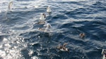 Great shearwater. Behind boat while shark chumming. Stewart Island, April 2011. Image © Fraser Maddigan by Fraser Maddigan.