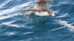 Great shearwater. Behind boat while shark chumming. Stewart Island, April 2011. Image © Fraser Maddigan by Fraser Maddigan.