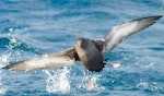 Sooty shearwater | Tītī. Adult about to land on the sea. At sea off Stewart Island, April 2018. Image © George Hobson by George Hobson.