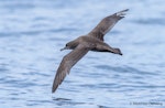 Sooty shearwater | Tītī. Adult in flight, dorsal view. Off Kaikoura, November 2015. Image © Matthias Dehling by Matthias Dehling.