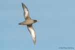 Sooty shearwater | Tītī. Adult in flight, ventral view. At sea off Dunedin, April 2017. Image © Matthias Dehling by Matthias Dehling.