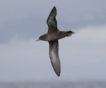 Sooty shearwater | Tītī. Ventral view of adult in flight. At sea, Off Wollongong, New South Wales, Australia, October 2009. Image © Brook Whylie by Brook Whylie.