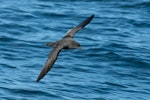 Sooty shearwater | Tītī. Dorsal view of adult in flight. At sea off Otago Peninsula, April 2012. Image © Craig McKenzie by Craig McKenzie.