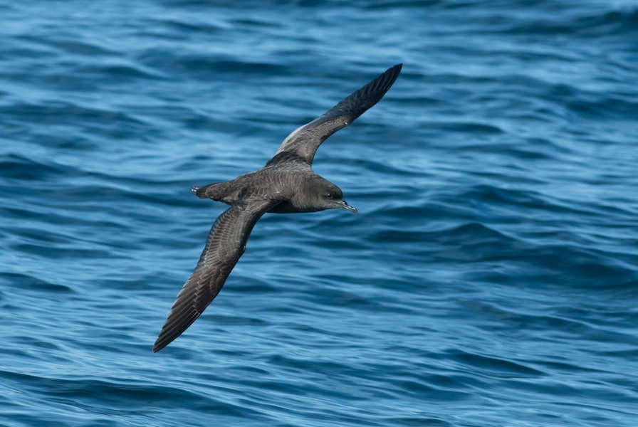 Sooty shearwater | Tītī. Dorsal view of adult in flight. At sea off Otago Peninsula, April 2012. Image © Craig McKenzie by Craig McKenzie.