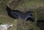 Sooty shearwater | Tītī. Adult at breeding colony. Ewing Island, Auckland Islands, January 2018. Image © Colin Miskelly by Colin Miskelly.