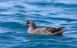 Sooty shearwater | Tītī. Adult on the sea. Kaikoura pelagic, November 2011. Image © Sonja Ross by Sonja Ross.