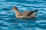 Sooty shearwater | Tītī. Adult on water. Kaikoura pelagic, May 2015. Image © Les Feasey by Les Feasey.