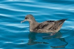 Sooty shearwater | Tītī. Adult on water. Kaikoura pelagic, May 2015. Image © Les Feasey by Les Feasey.