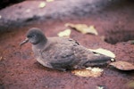 Sooty shearwater | Tītī. Adult on ground during day. Snares Islands, January 1986. Image © Alan Tennyson by Alan Tennyson.