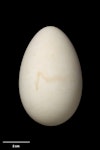 Sooty shearwater | Tītī. Egg 74.2 x 47.2 mm (NMNZ OR.024496, collected by Don Merton). Rangatira Island, Chatham Islands, December 1988. Image © Te Papa by Jean-Claude Stahl.