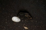 Sooty shearwater | Tītī. Egg and burrow entrance. Putauhinu Island, Stewart Island, March 2012. Image © Colin Miskelly by Colin Miskelly.