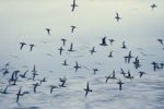 Sooty shearwater | Tītī. Flock in flight at sea. Snares Islands, January 1986. Image © Alan Tennyson by Alan Tennyson.