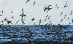 Sooty shearwater | Tītī. Flock in flight at sea. Snares Islands, February 1984. Image © Colin Miskelly by Colin Miskelly.