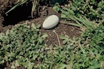 Sooty shearwater | Tītī. Egg outside burrow entrance. Mangere Island, Chatham Islands, August 1979. Image © Department of Conservation (image ref: 10043409).