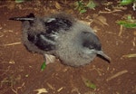 Sooty shearwater | Tītī. Large chick on colony surface at night. Rangatira Island, Chatham Islands, May 2001. Image © Colin Miskelly by Colin Miskelly.