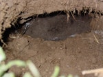 Sooty shearwater | Tītī. Chick in burrow. Motunau Island, February 2005. Image © Anita Spencer by Anita Spencer.