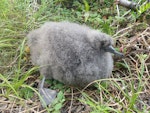 Sooty shearwater | Tītī. Chick. Kauwahaia Island, Bethells Beach, March 2016. Image © Alan Tennyson by Alan Tennyson.