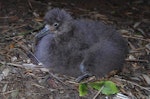 Sooty shearwater | Tītī. Chick. Kauwahaia Island, Bethells Beach, February 2013. Image © Colin Miskelly by Colin Miskelly.