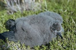 Sooty shearwater | Tītī. Chick. Big South Cape Island, Stewart Island, April 1961. Image © Department of Conservation (image ref: 10039199) by Don Merton.