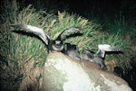 Sooty shearwater | Tītī. Adults taking off from breeding colony. Snares Islands, November 1987. Image © Colin Miskelly by Colin Miskelly.