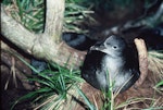 Sooty shearwater | Tītī. Adult at breeding colony. Snares Islands, February 1985. Image © Colin Miskelly by Colin Miskelly.