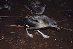 Sooty shearwater | Tītī. Adults walking from colony to dawn take-off site. North Promontory, Snares Islands, February 1986. Image © Alan Tennyson by Alan Tennyson.