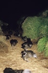 Sooty shearwater | Tītī. Adults walking from colony to take off site at dawn. Above Sinkhole Gut, Snares Islands, December 1986. Image © Alan Tennyson by Alan Tennyson.