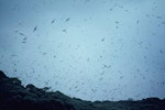 Sooty shearwater | Tītī. Adults returning en masse to breeding colony at dusk. Snares Islands, February 1984. Image © Colin Miskelly by Colin Miskelly.