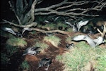 Sooty shearwater | Tītī. Adults departing breeding colony at dawn. Snares Islands, November 1987. Image © Colin Miskelly by Colin Miskelly.