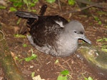 Sooty shearwater | Tītī. Adult on ground at night with folded wings. Rangatira Island, Chatham Islands, February 2004. Image © Graeme Taylor by Graeme Taylor.