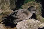 Sooty shearwater | Tītī. Adult on ground. North Promontory, Snares Islands, December 1986. Image © Alan Tennyson by Alan Tennyson.