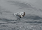 Sooty shearwater | Tītī. Adult diving. At sea off the Auckland Islands, January 2013. Image © Leon Berard by Leon Berard.