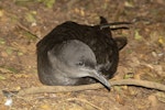 Sooty shearwater | Tītī. Adult at breeding colony. Rangatira Island, Chatham Islands, October 2020. Image © James Russell by James Russell.