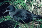 Sooty shearwater | Tītī. Adult on ground. Mangere Island, January 1988. Image © Alan Tennyson by Alan Tennyson.