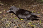 Sooty shearwater | Tītī. Adult on the ground. Stephens Island, January 2013. Image © Sabine Bernert by Sabine Bernert.