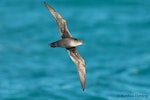 Short-tailed shearwater. Adult in flight, ventral view. At sea off Dunedin, May 2017. Image © Matthias Dehling by Matthias Dehling.