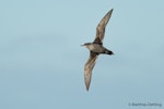 Short-tailed shearwater. Adult in flight, ventral view. At sea off Dunedin, May 2017. Image © Matthias Dehling by Matthias Dehling.