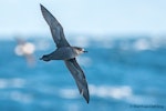 Short-tailed shearwater. Adult in flight, ventral view. At sea off Dunedin, May 2017. Image © Matthias Dehling by Matthias Dehling.