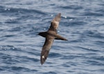 Short-tailed shearwater. Dorsal flight view. At sea off Whangaroa, Northland, January 2012. Image © Michael Szabo by Michael Szabo.